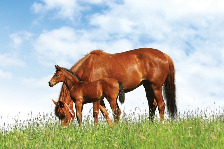 BioRelease_Horse_Photo