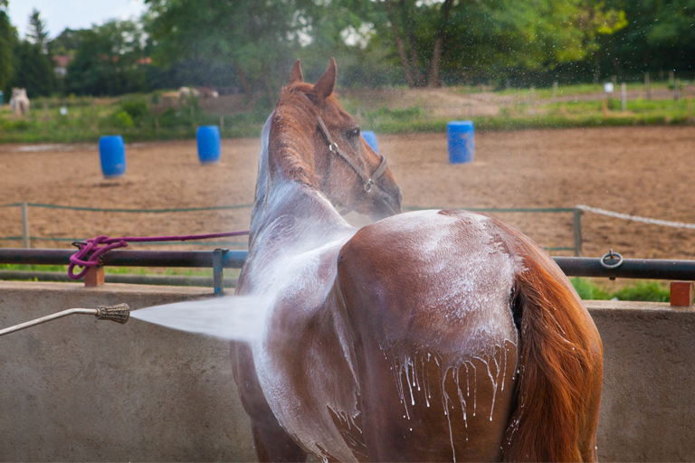 Photo_Dermatology_Skin_Horse