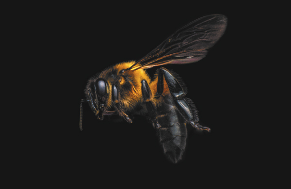 Prevomax_Bee