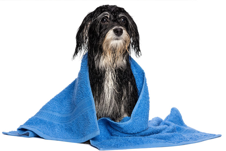 Photo_Trizchlor_Dog